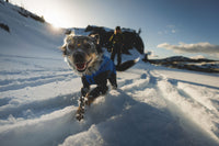 Ruffwear Vert™ Coverall Dog Snow Suit